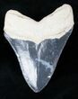 Gorgeous Bone Valley Megalodon Tooth #12184-2